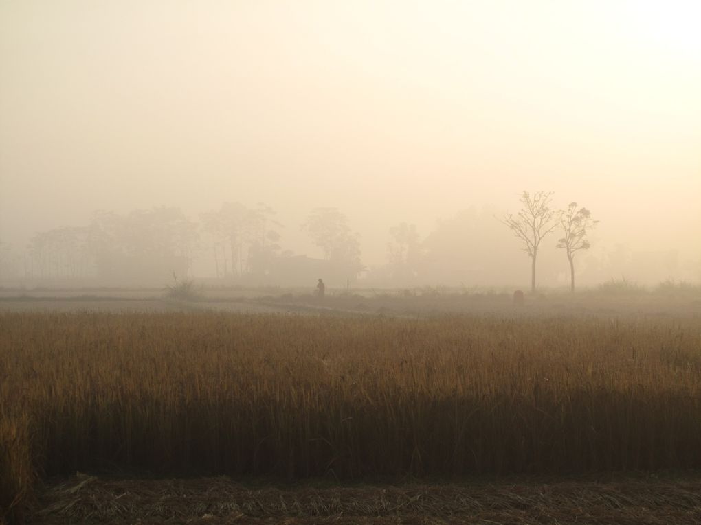 Album - Parc du Chitwan