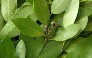 Vous rêvez d'un ventre plat!! 