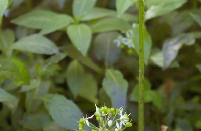 Ail des Ours - Allium ursinum