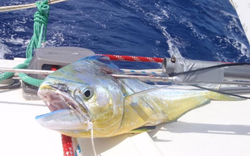 les photos de la transat