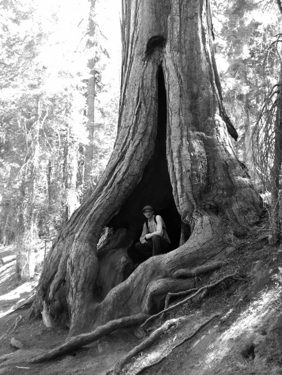 Album - 92. Sequoia-et-Kings-Canyon-NP