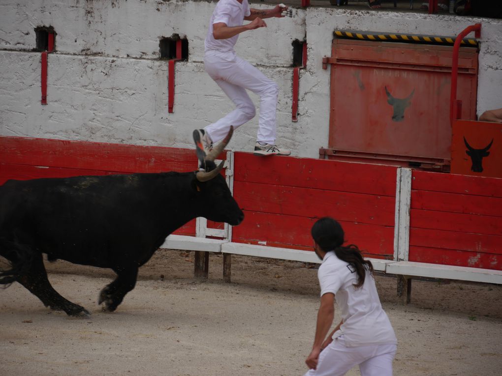 course de taureaux jeunes le 18 septembre 2020