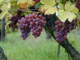 #Traminette Wine Producers Virginia Vineyards