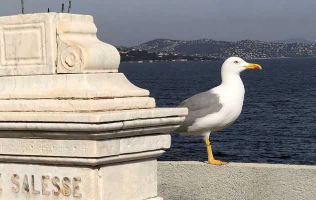 Cimetière marin St Tropez