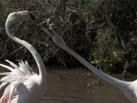 Flamants Roses