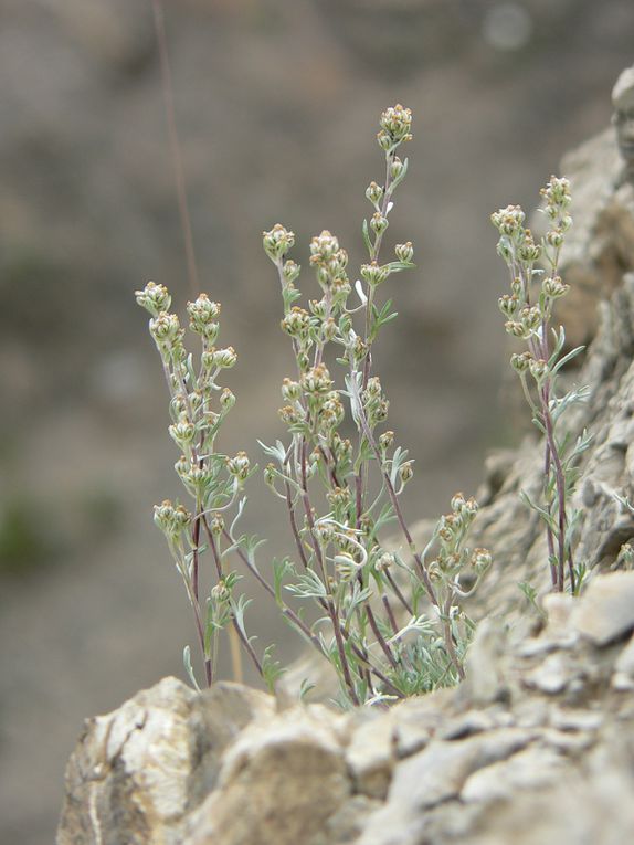 La flore du Mercantour