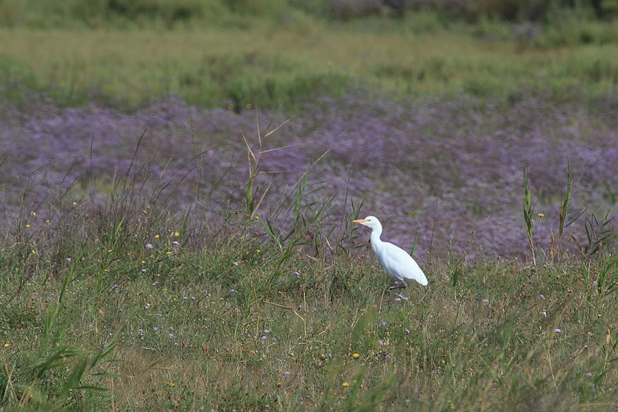 Album - Faune-Oiseau-8