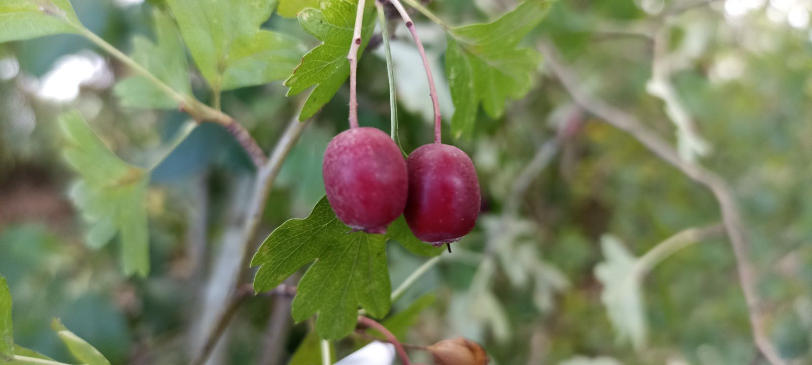 Fruit de l'aubépine en octobre.  ©Michael Jaunet 