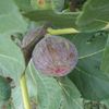 Figues de mon jardin...