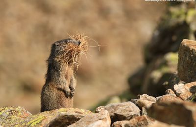 Marmotte des Alpes (Marmotta marmotta) 