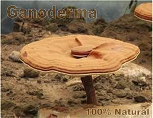 Le Ganoderma Lucidum ou Reishi