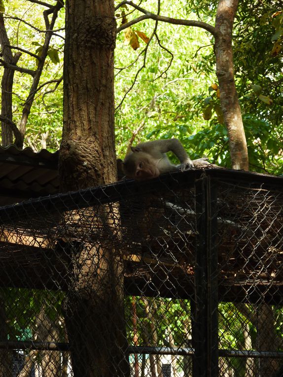 Phnom Tamao Zoological Park and wildlife rescue center.
Pelicans, gibbons, black bear of Asia, ... , Indochina leopard !!