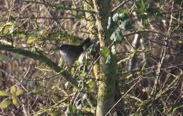 Oiseaux 7i : Les Cettiidae : Bouscarle