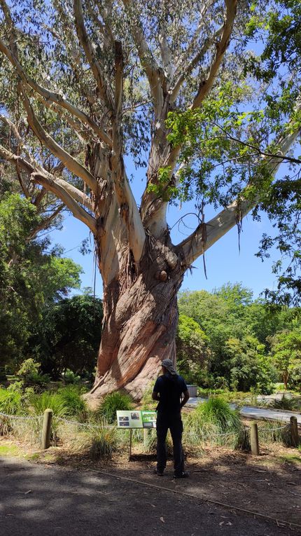 Eucalyptus «tordu»