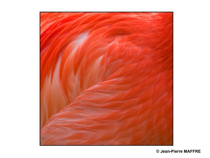 Que de plumes ! Moulin rouge, Folies Bergères, Lido ? Raté : Flamants roses tout simplement.