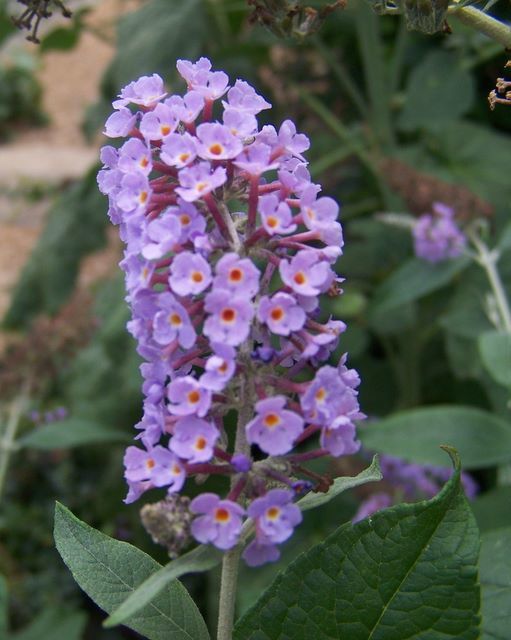 Quelques photos de toutes ces merveilles que dame nature nous sème au gré du vent dans notre jardin et qui accompagnent nos semences annuelles.