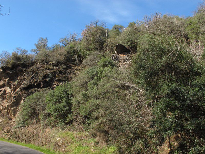 Hameau de Longouyrou, Coteaux de grés ou pousse la Filaire à large feuille (Philyrea latifolia). Ph C. Conrad