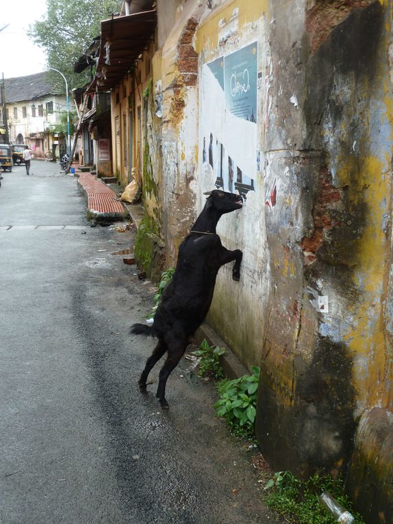 Voila tous les types d'art de rue que j'ai découvert en Inde. C'est moins riche que l'Amérique du Sud mais ça vaut le coup d'oeil