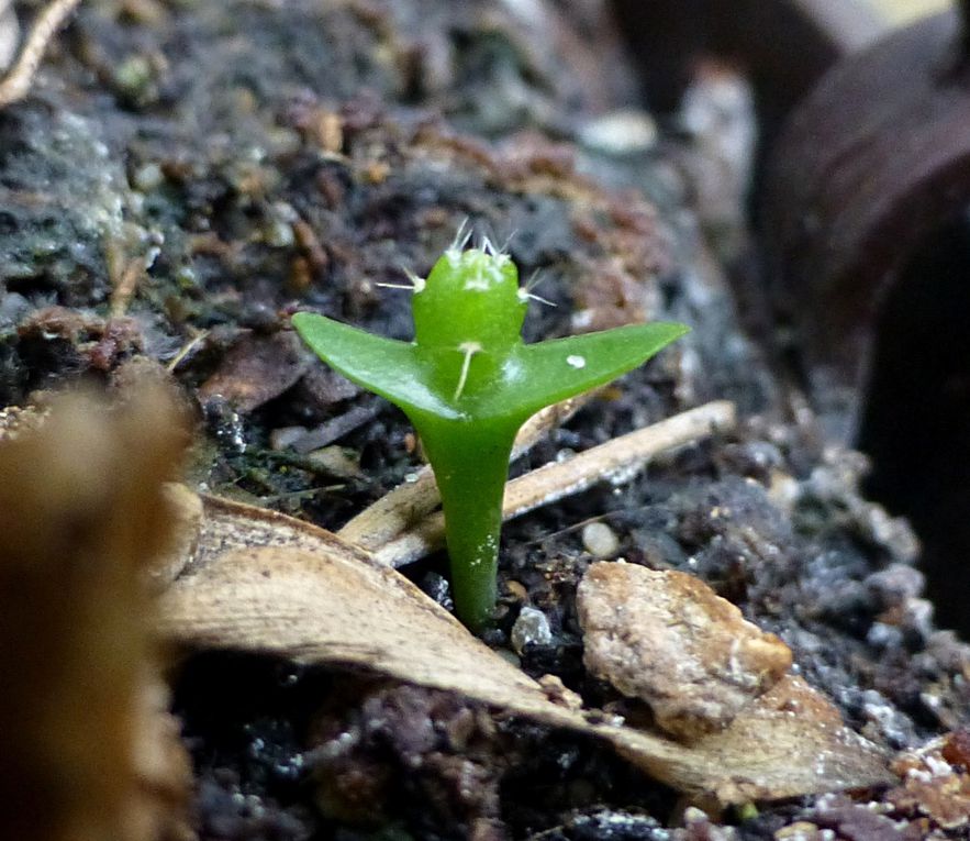 Semis de cactées et autres plantes succulentes. Semis volontaires ou spontanés.