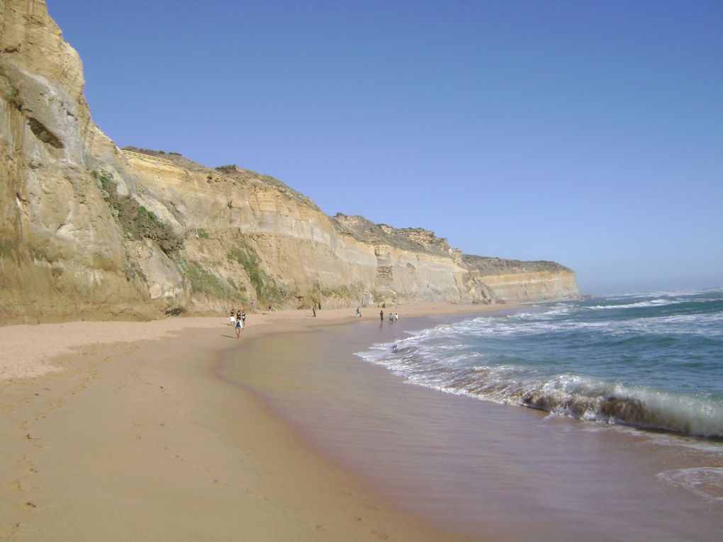 Une des plus Belle Route D'Australie, la Great Ocean Road longe la cote Sud de Melbourne A Adelaide. Les 12 Apotres Sont l'attraction principale de cette Route