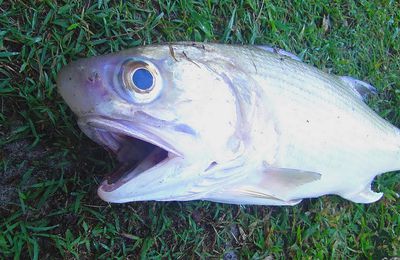 Un poisson à gros nez