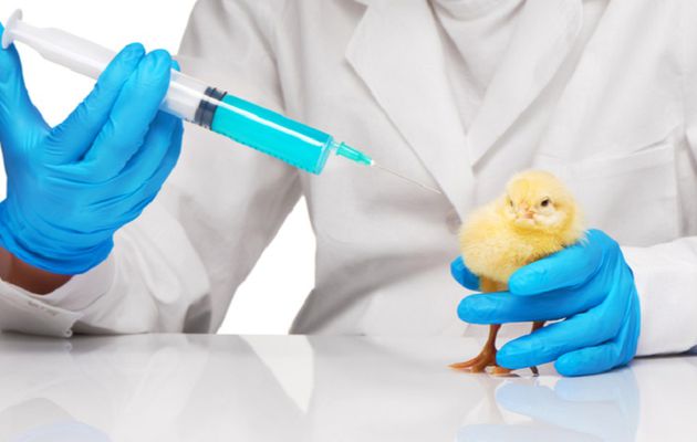 Poultry Diagnostics Market 2021| Trends, Size, Share, Growth, Demand and Forecast 2026