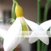 Galanthus ' Wendy's Gold'