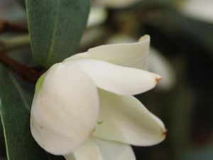 Planter ce printemps un Michelia au jardin