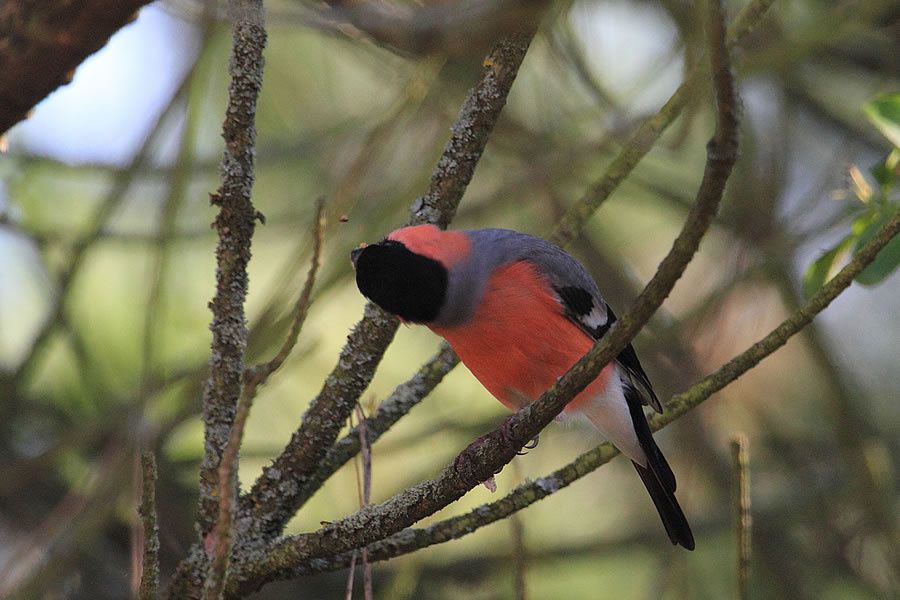 Album - Faune-Oiseau-9