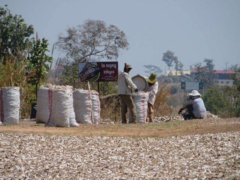 Retour à travers la campagne; récolte du manioc (après séchage) .