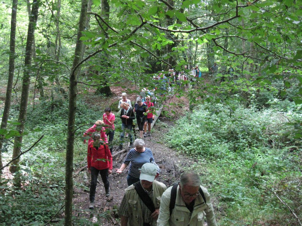 Sortie en forêt pour le centre de loisirs Joie et santé !