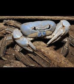 Un nouveau crabe en Australie.