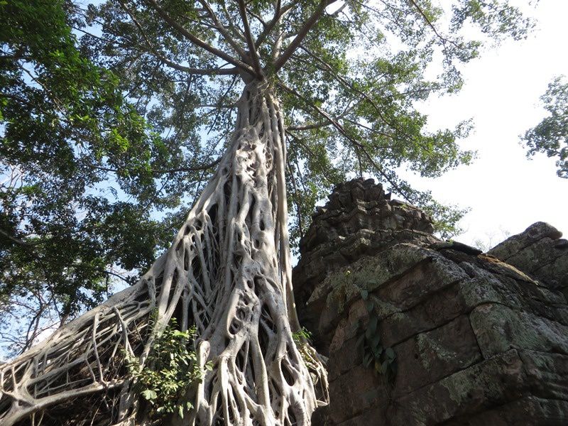 Ta Prohm (rare temple bouddhique) envahi par les racines de fromagers. J'ai adoré!