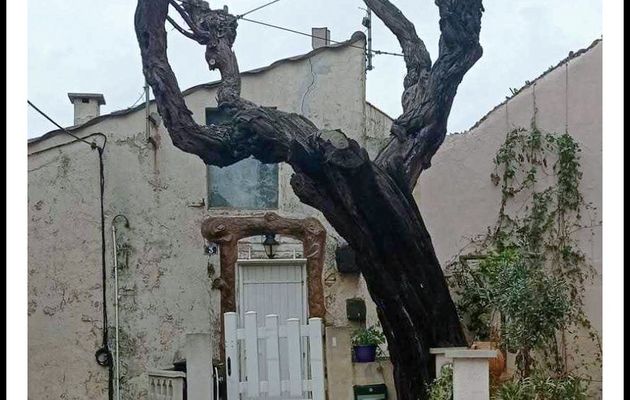 Le plus vieil arbre du village ?