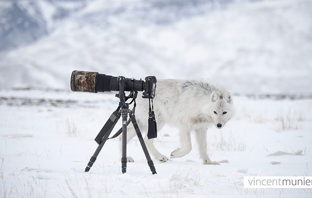 Vincent MUNIER - Photographe animalier