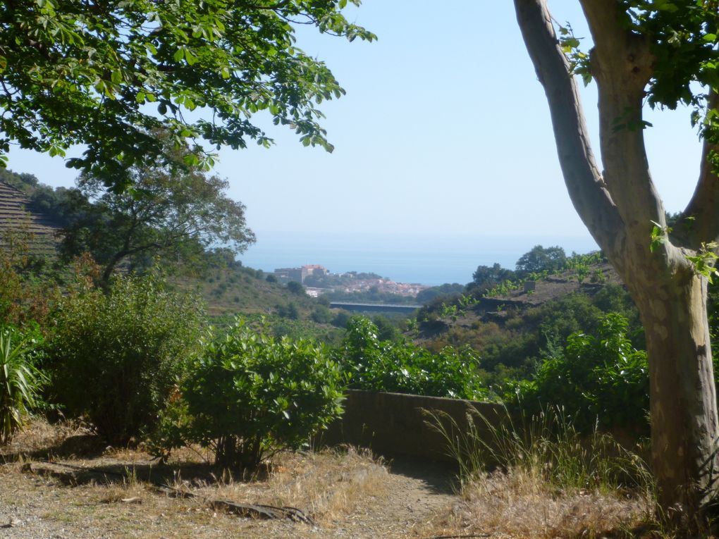 Lundi: Un petit démarrage brutal pour rejoindre les crêtes, le fort St-Elme, le moulin et Collioure, à travers les chênes-lièges. Petit extra: une ballade vers Argeles par la côte, magnifique et escarpée, avant le retour sur l'Ermitage. 