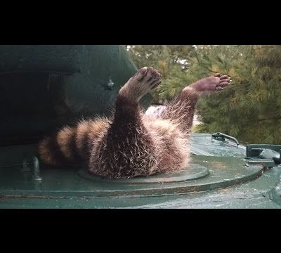 Raton-laveur coincé dans un tank