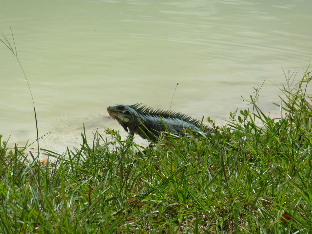 Album - ZOO-de-CAYENNE