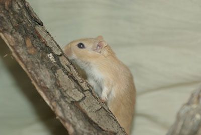 Petite photo de mes animaux : les trois chats; Chaussette (et ses trois chatons), Chabichou et Cacao, mon petit toutou; Nushka, mon cochon d'inde; Bimbo tout plein de poiles (ou Rodney) et enfin les gerbilles d'Elsa; Caramel et Chacolat.