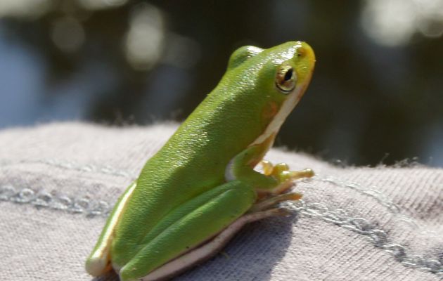 un nouveau rêve des jas - par marianne simond