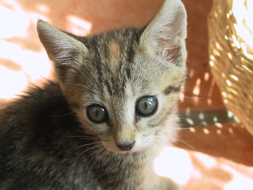 Ma petite Tigrée née le 1er Avril 2007. Un amour de chat qui a du mal avec les nouvelles co-loc :)

DECEDEE le 09/07/2011 renverseé par une voiture devant chez elle :( 
Tu vas tellement nous manquer........