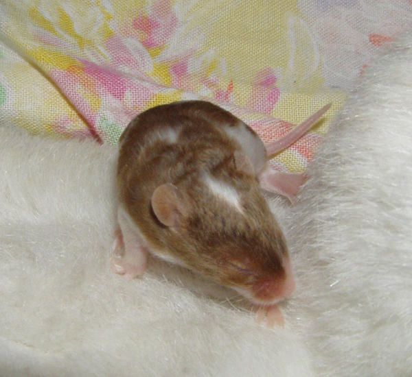 Photos de bébés souris