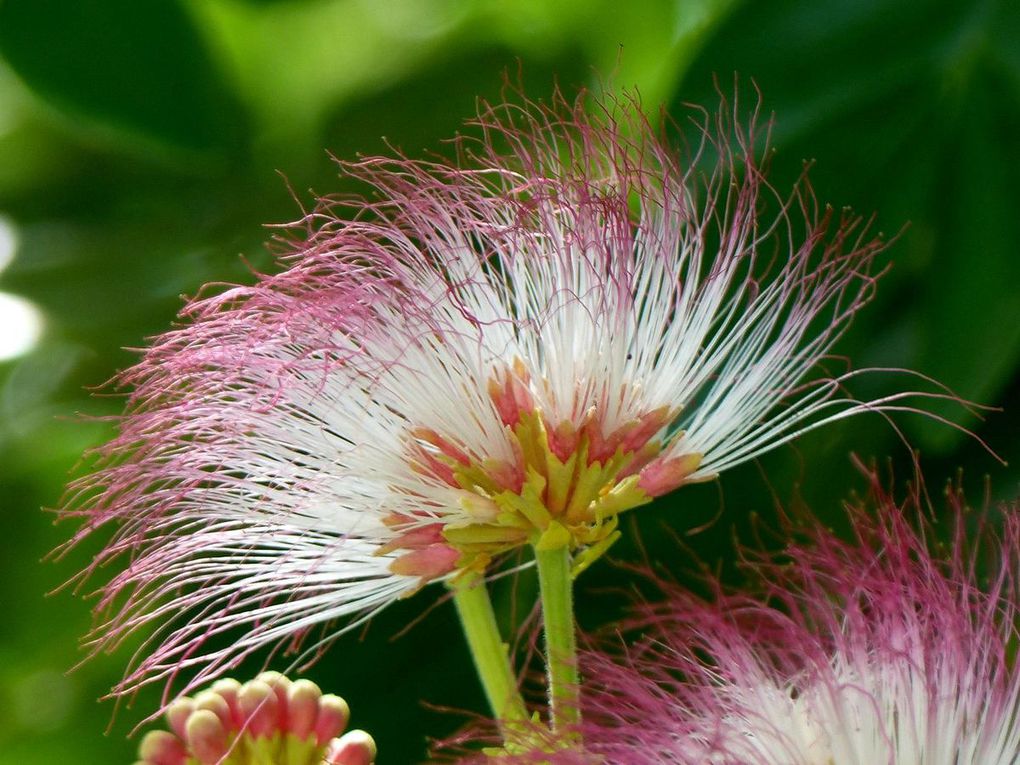 Fleurs du jour (19-16)