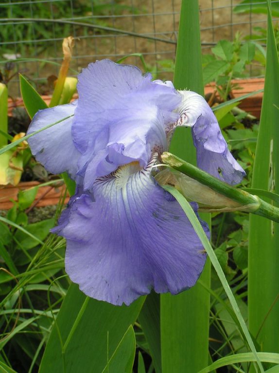 Les iris bleus...