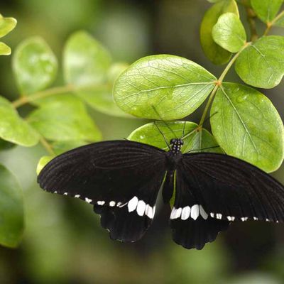 Papillon Mormon commun