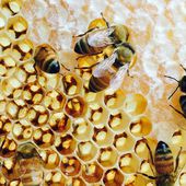 5 conseils pour vous lancer dans l'apiculture ! - PARCOURS FRANCE, le Salon pour vivre et réaliser vos projets en régions !