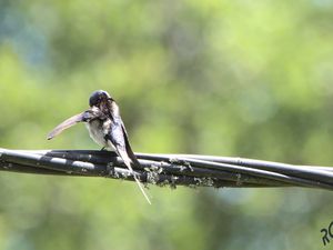 Les jardins des espaces de nature peu connus