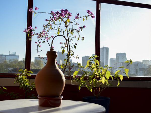 Vue de ma fenêtre le premier rayon de soleil et l'éclosion des bougainvilliers.