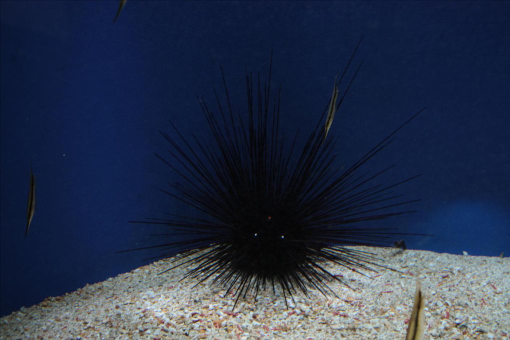 L'aquarium des Lagons de Nouméa. Un délice pour les yeux. Un pur émerveillement tous ces poissons colorés. Les coraux phosphorescents, un mystère envoutant. Une véritable évasion... 