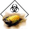 OGM : autorisation de mise sur le marché de produits contenant du colza T45